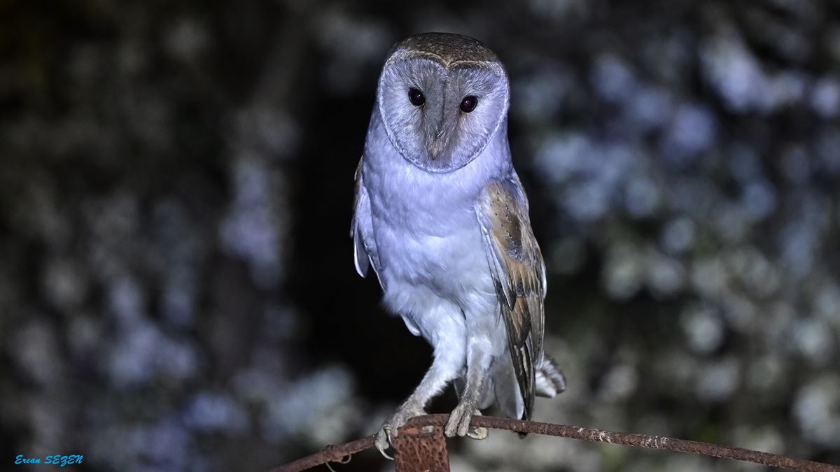 Western Barn Owl