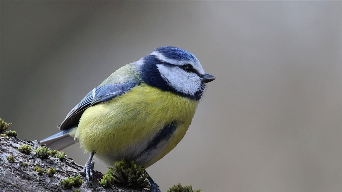 Eurasian Blue Tit