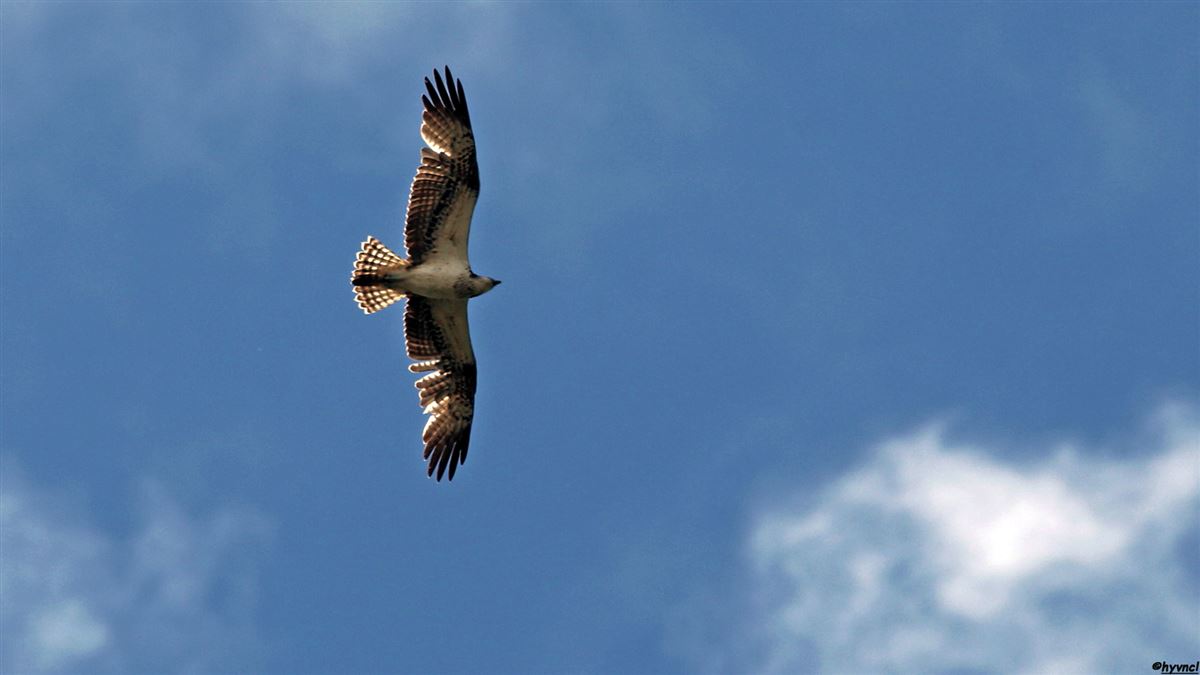 Osprey