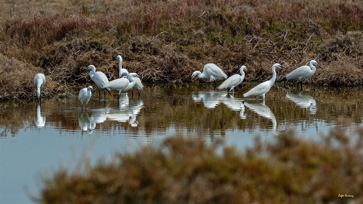 Little Egret