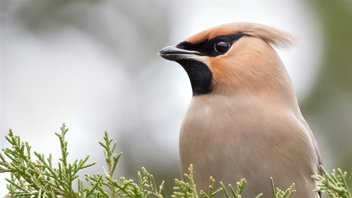 Bohemian Waxwing