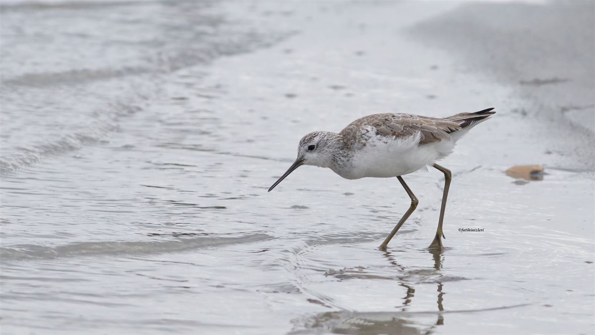 Marsh Sandpiper