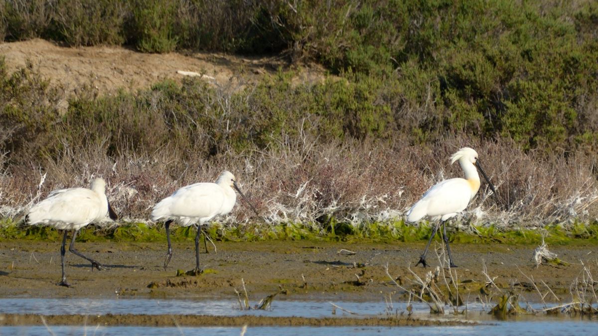 Eurasian Spoonbill