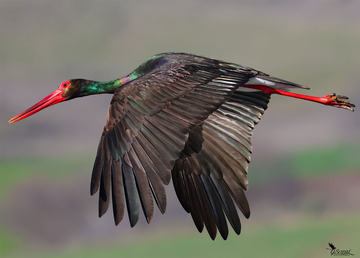 Black Stork