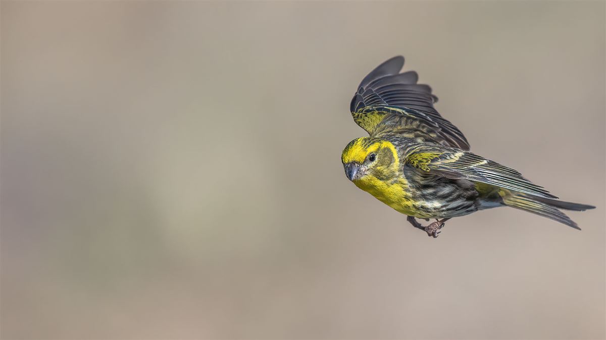 European Serin