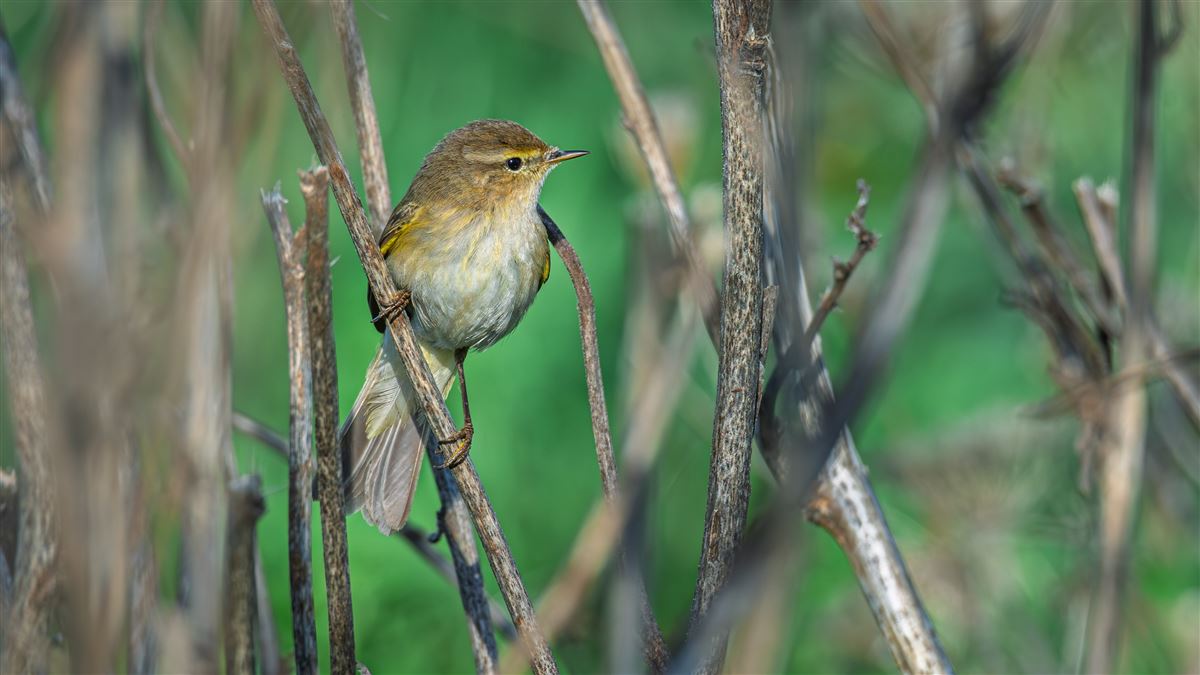 Common Chiffchaff