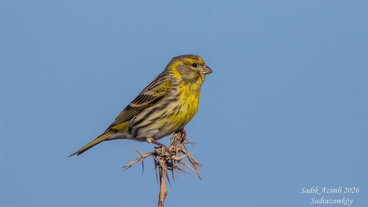 European Serin