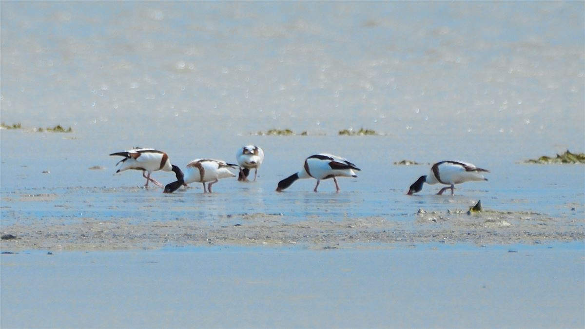 Common Shelduck