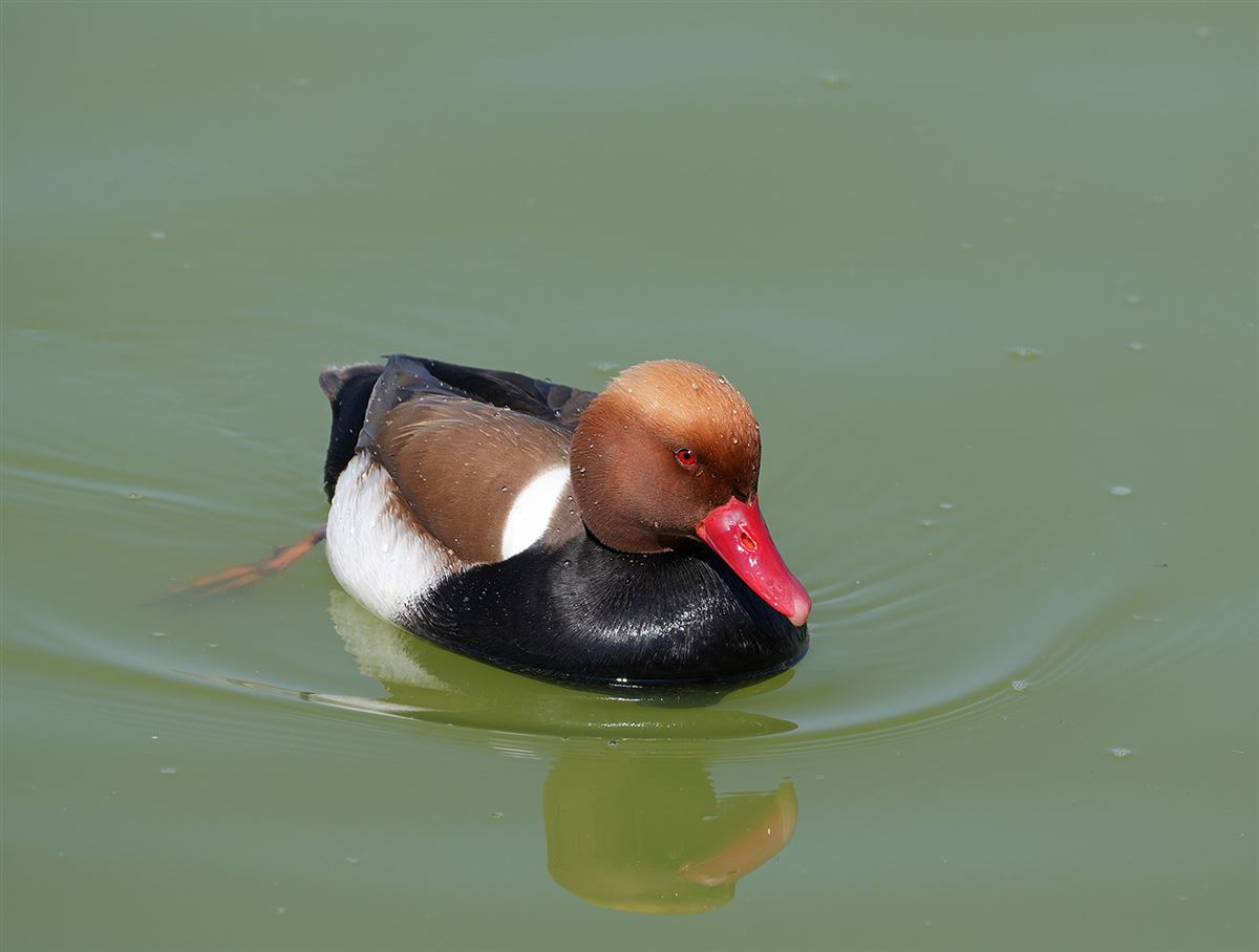 Red-crested Pochard