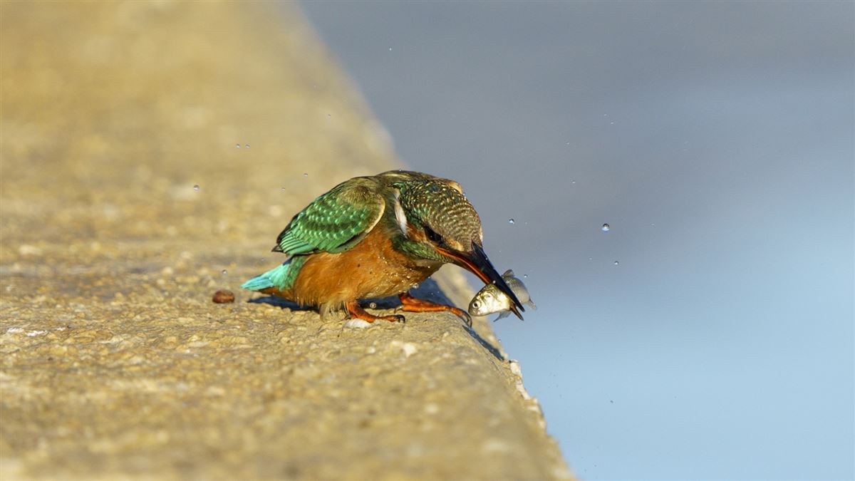Common Kingfisher