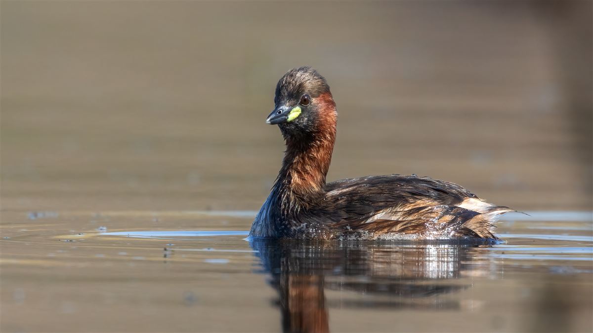 Little Grebe