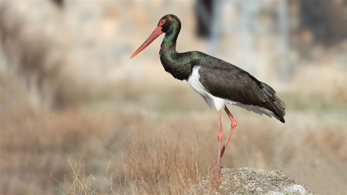 Black Stork
