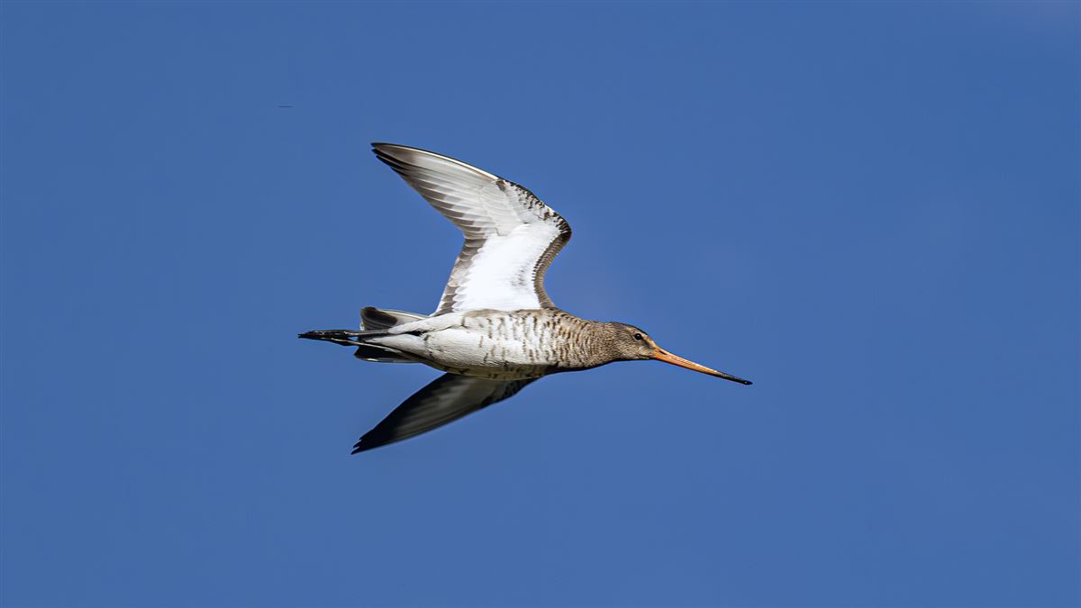 Black-tailed Godwit