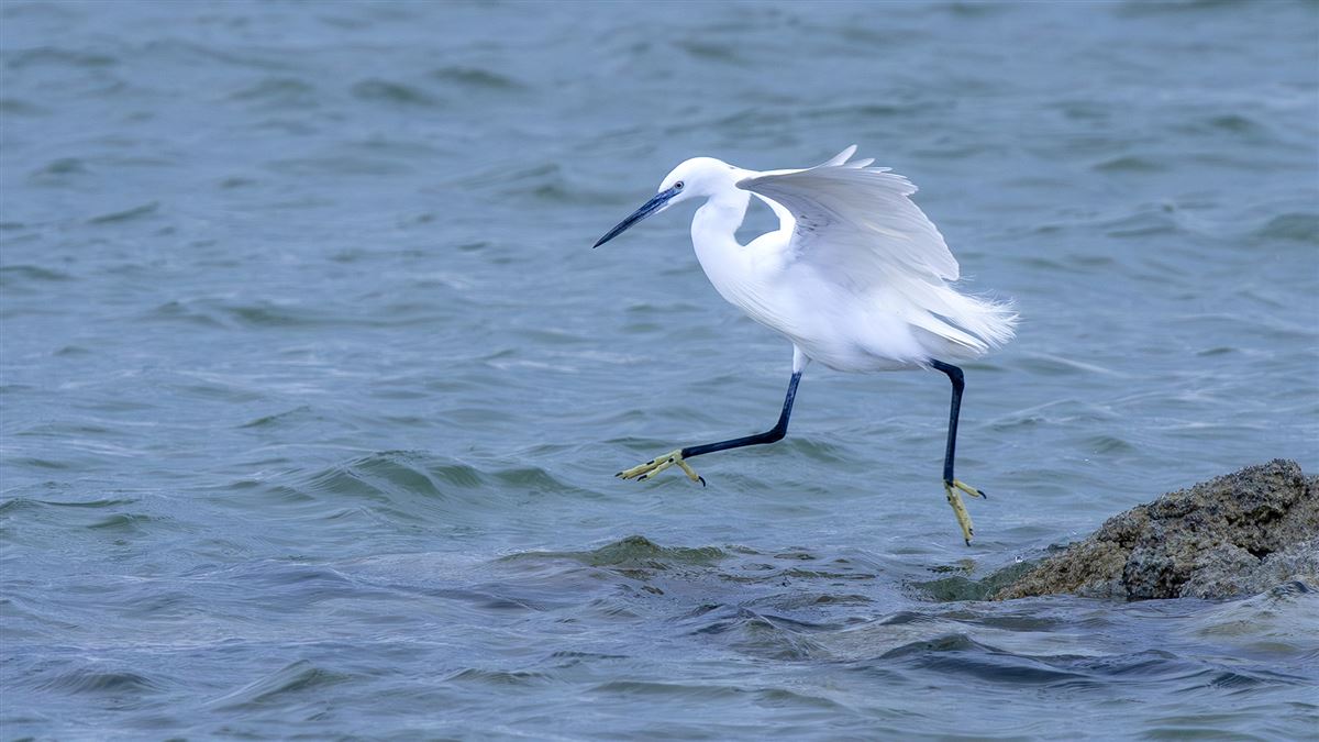 Little Egret