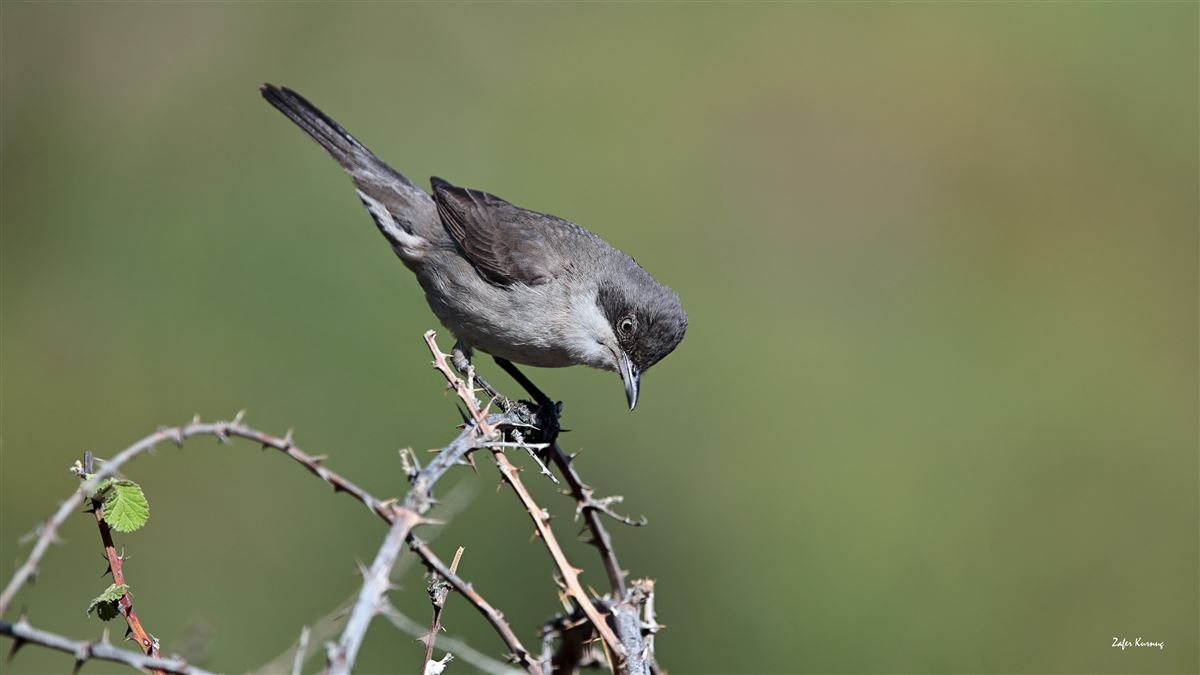 Eastern Orphean Warbler