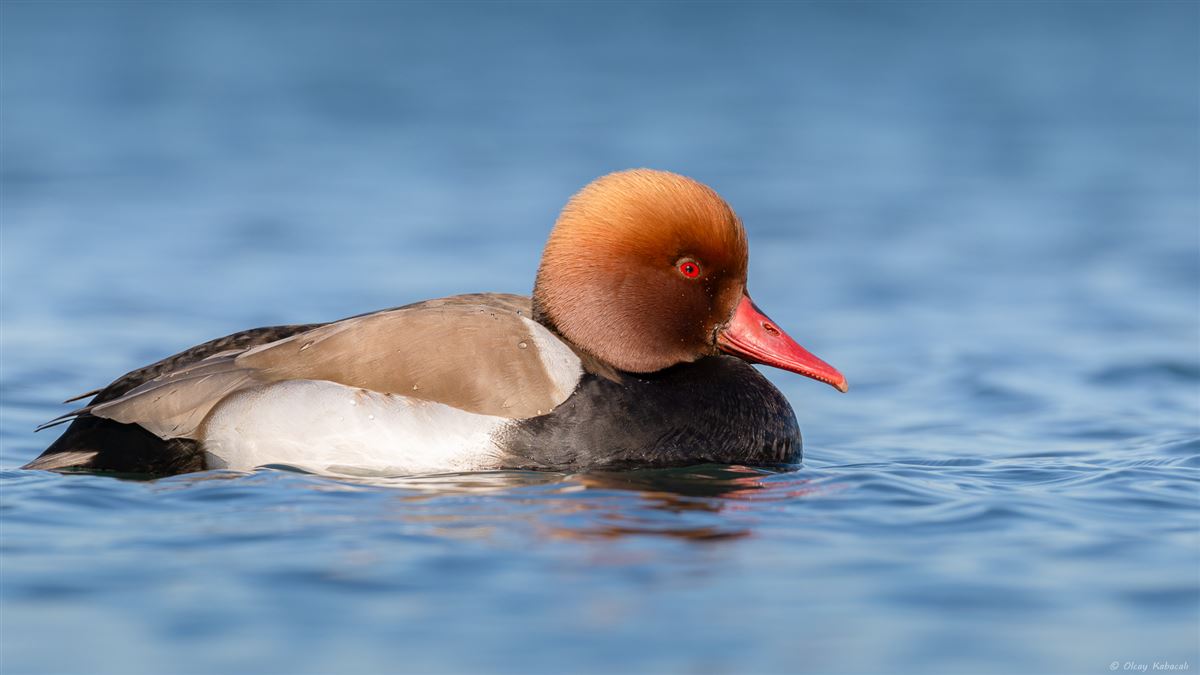 Red-crested Pochard