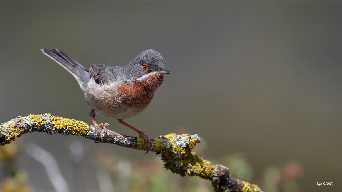 Subalpine Warbler