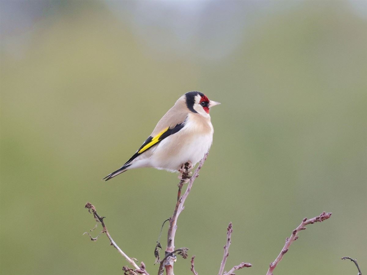 European Goldfinch