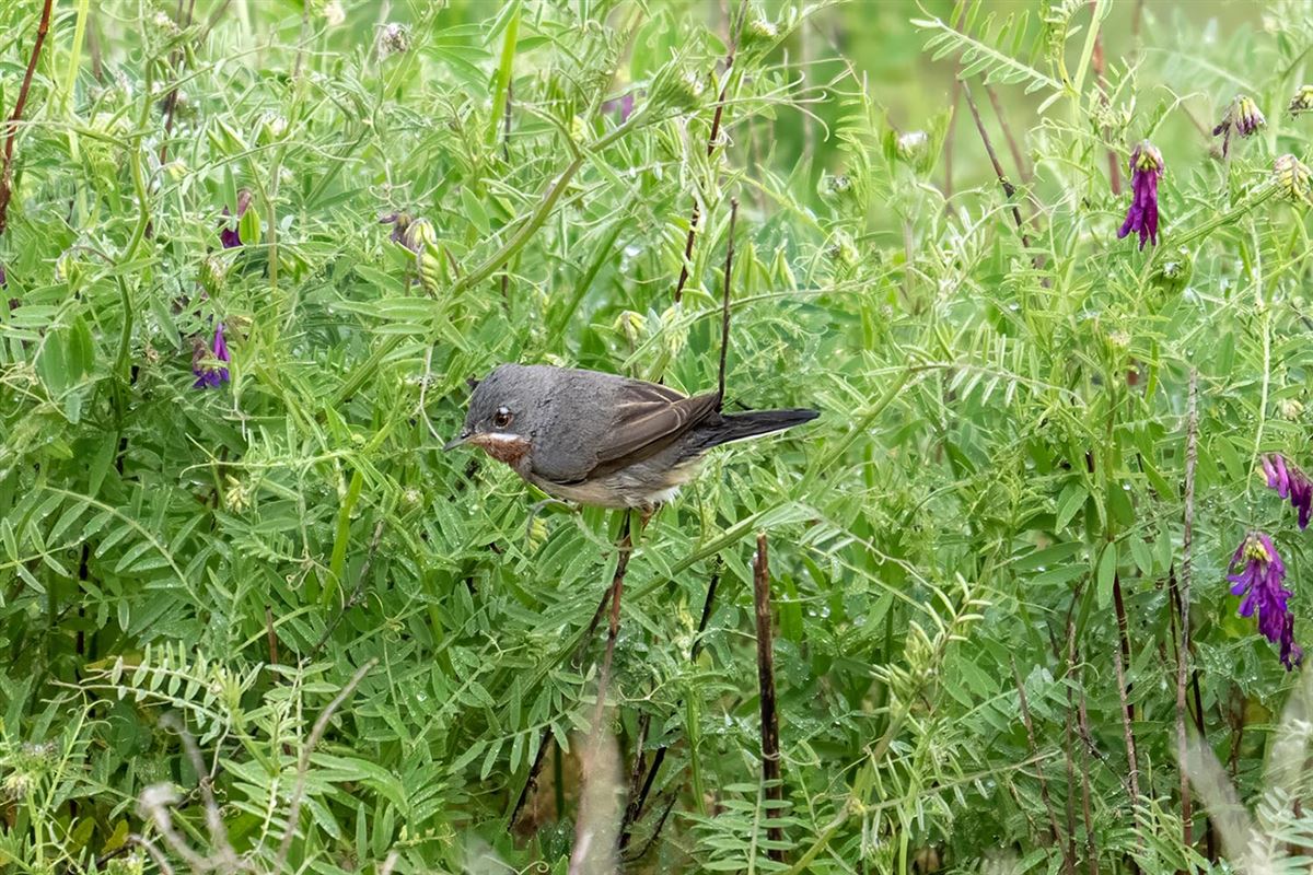 Subalpine Warbler