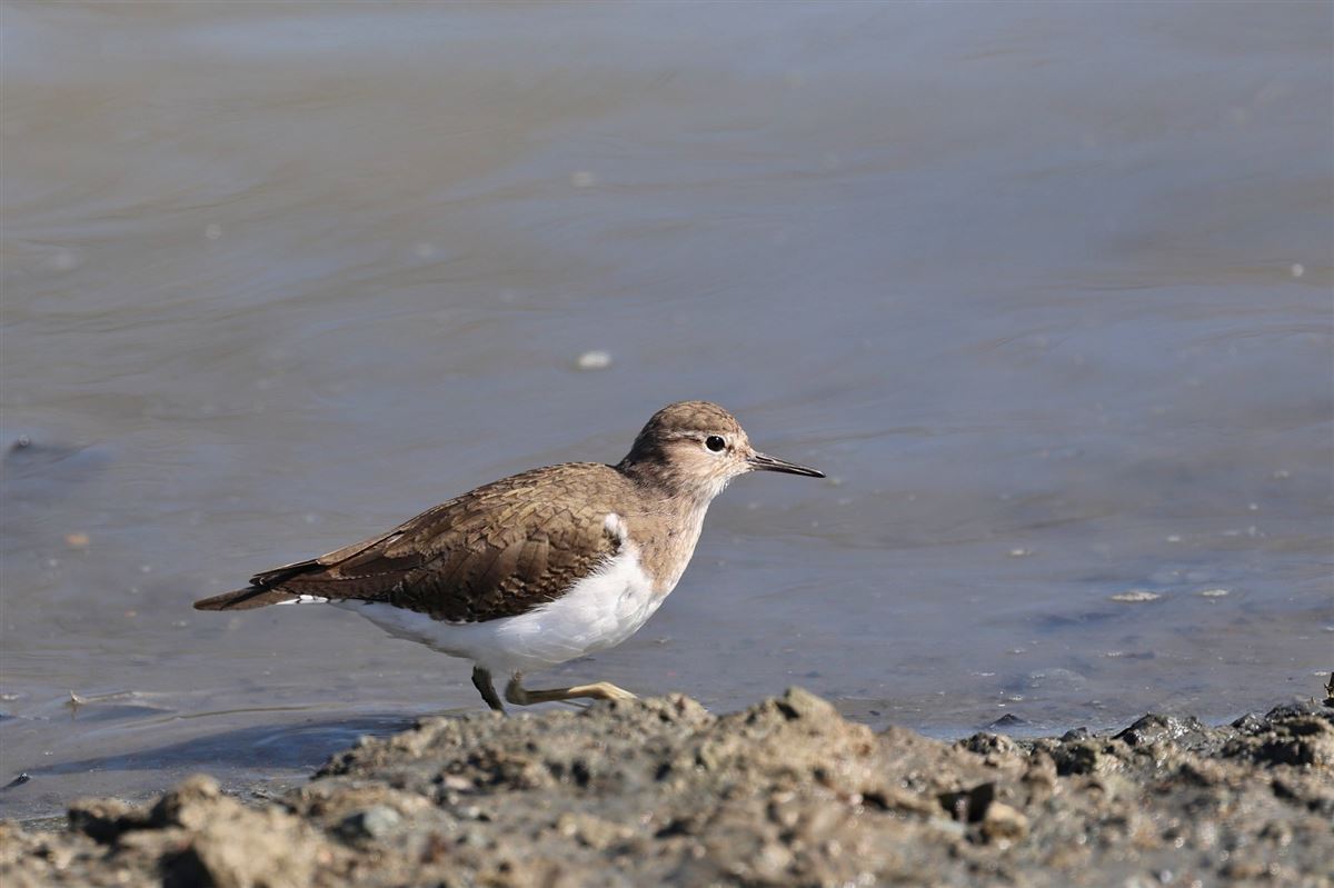 Common Sandpiper