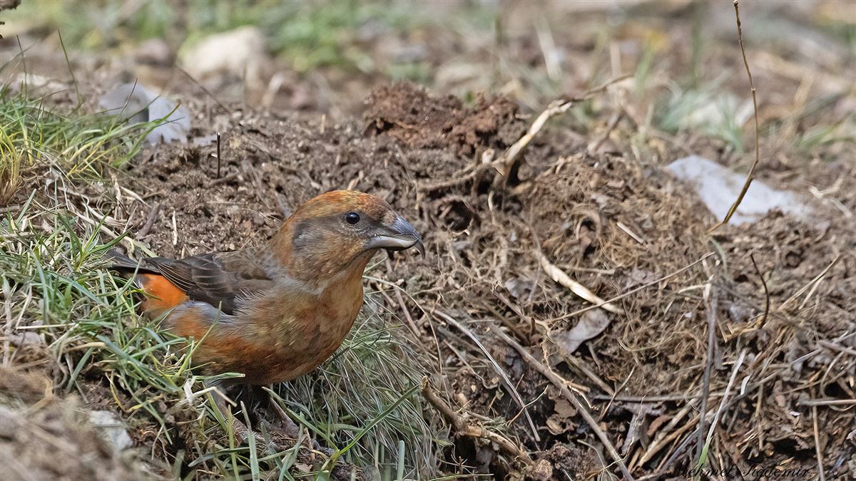 Red Crossbill