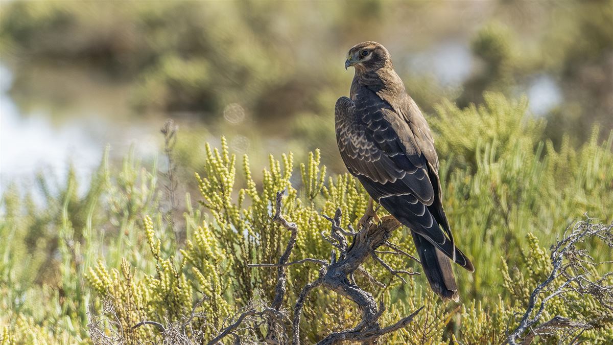 Montagu`s Harrier
