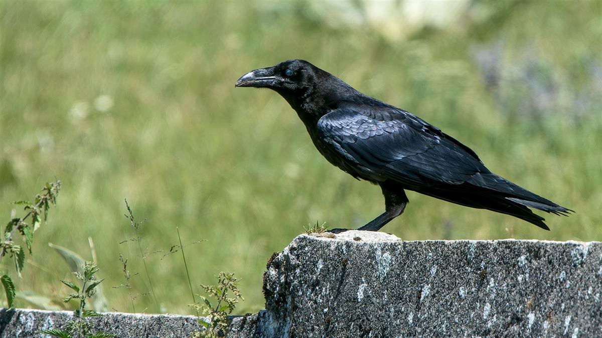 Northern Raven