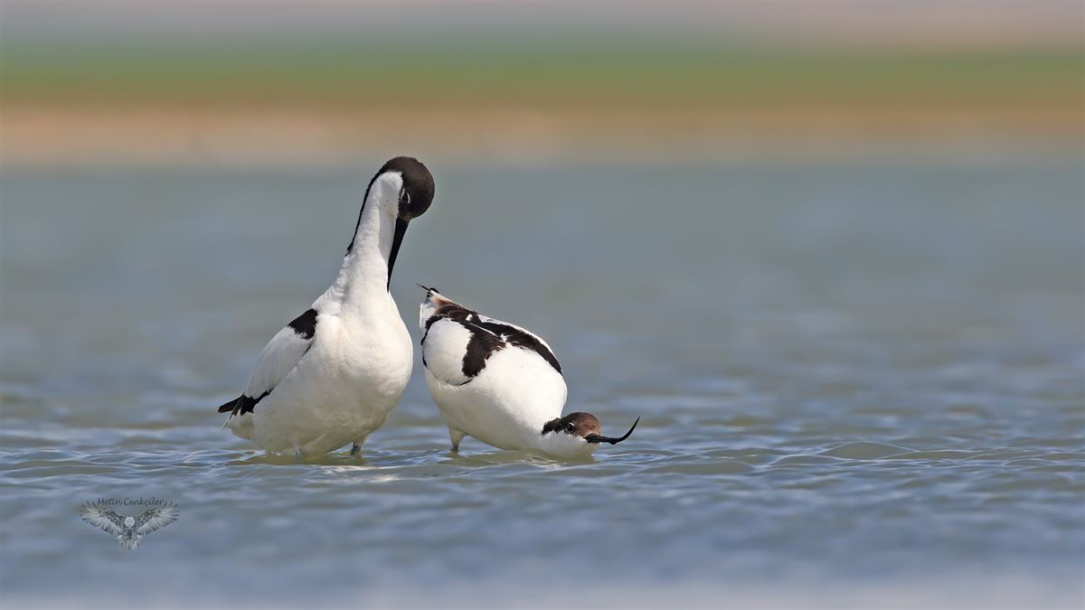 Pied Avocet