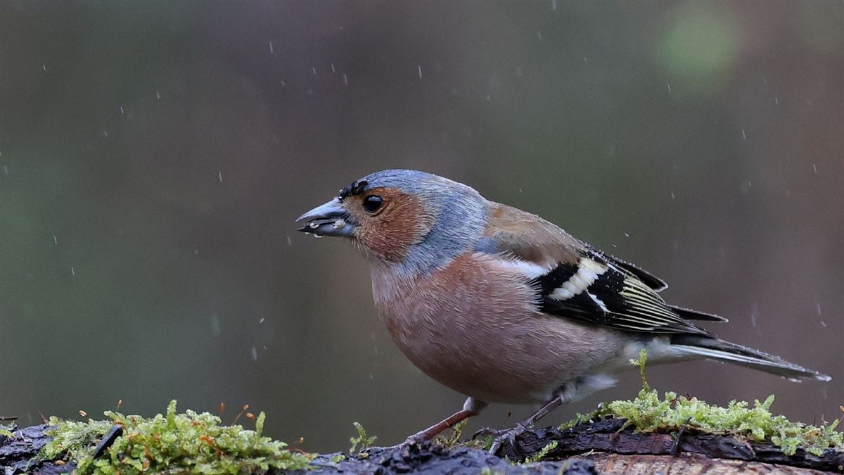 Eurasian Chaffinch