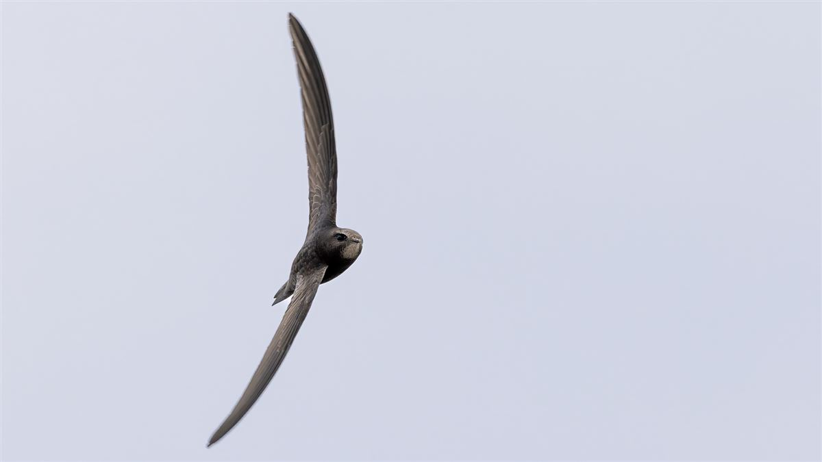Common Swift