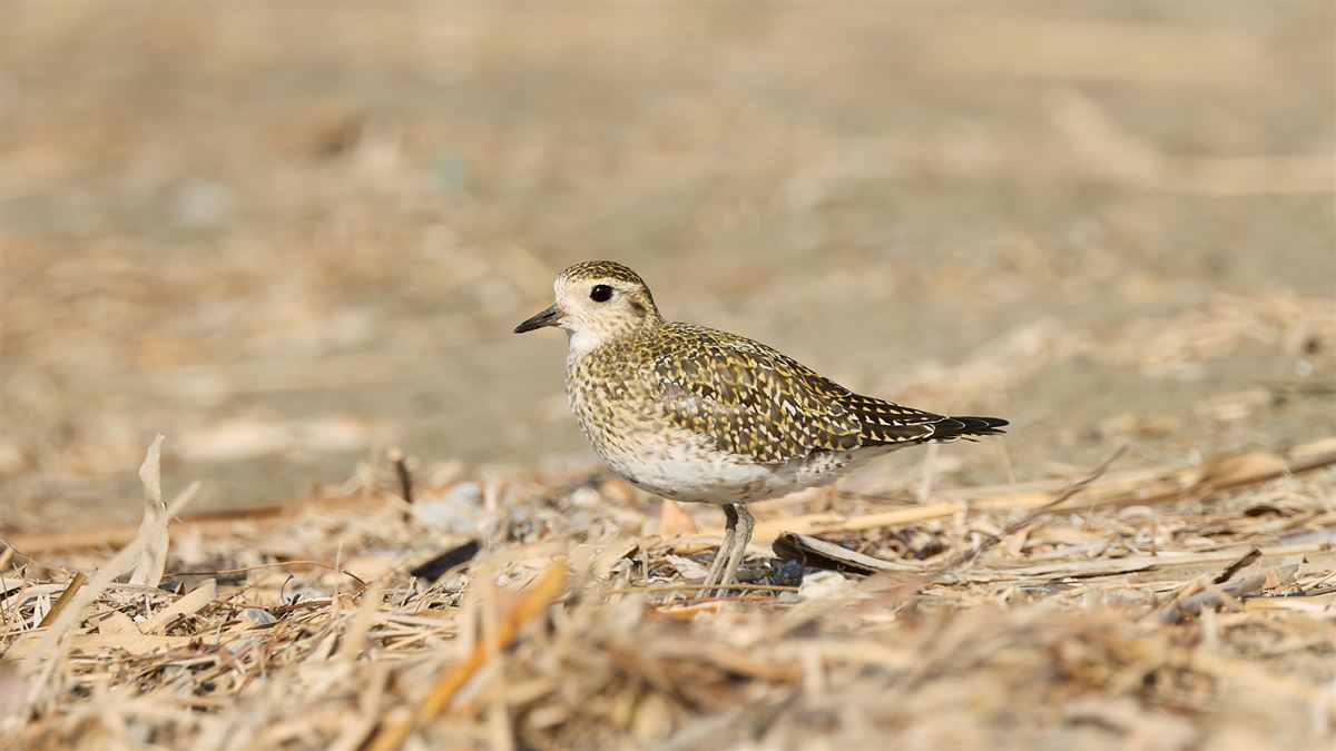 European Golden Plover