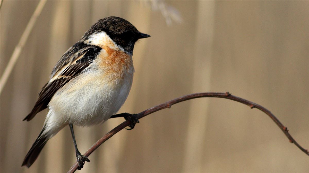 Siberian Stonechat