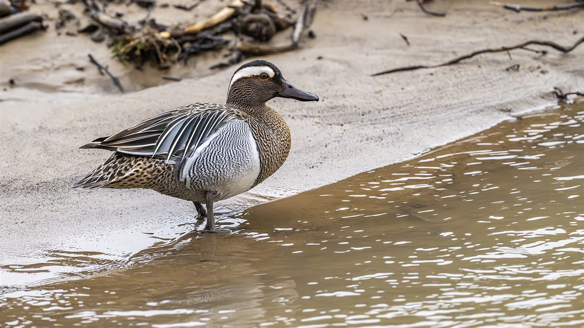 Garganey