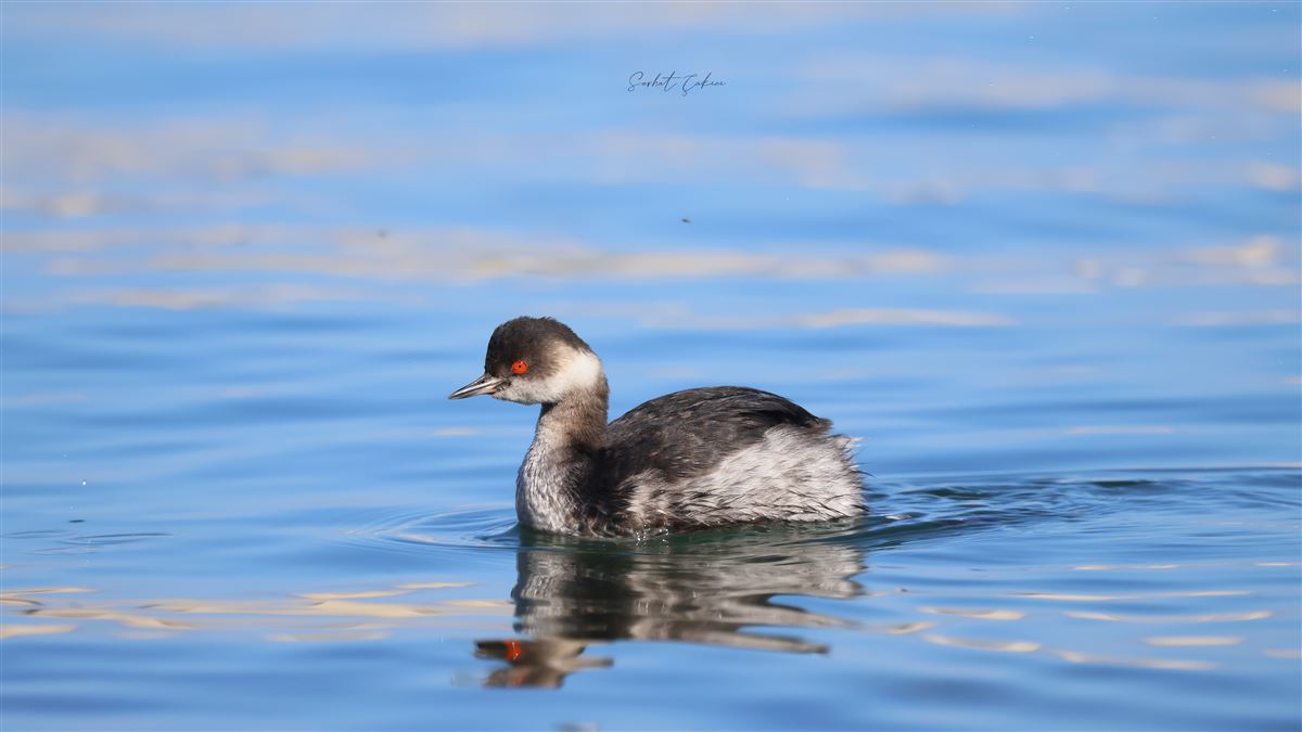 Black-necked Grebe