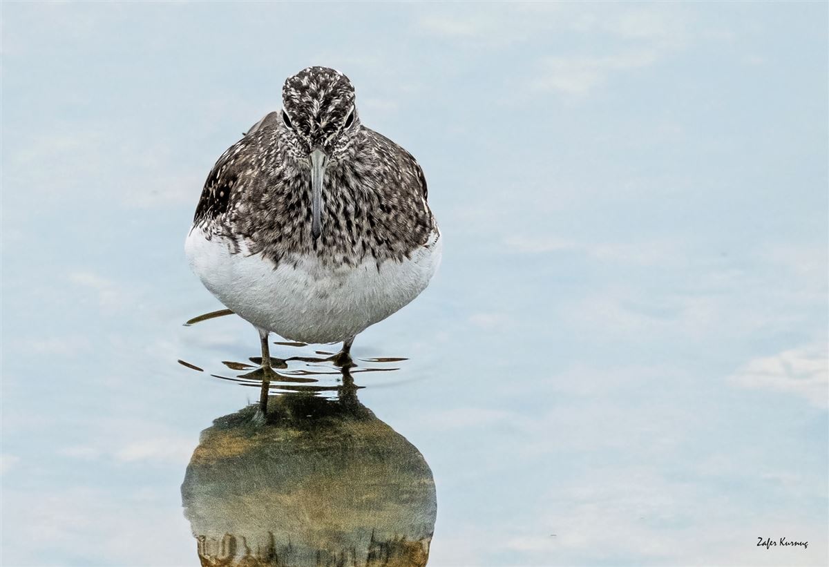 Green Sandpiper