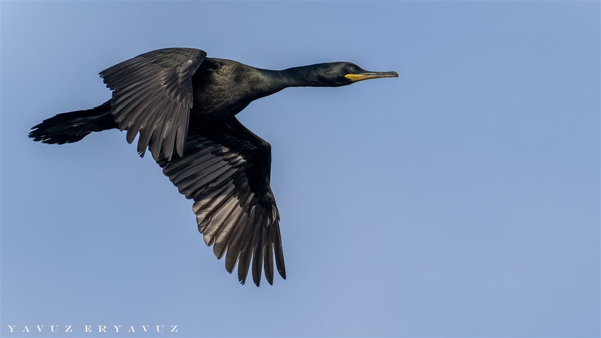 European Shag