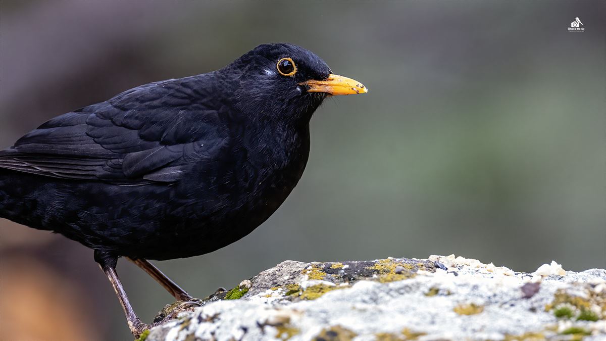 Common Blackbird
