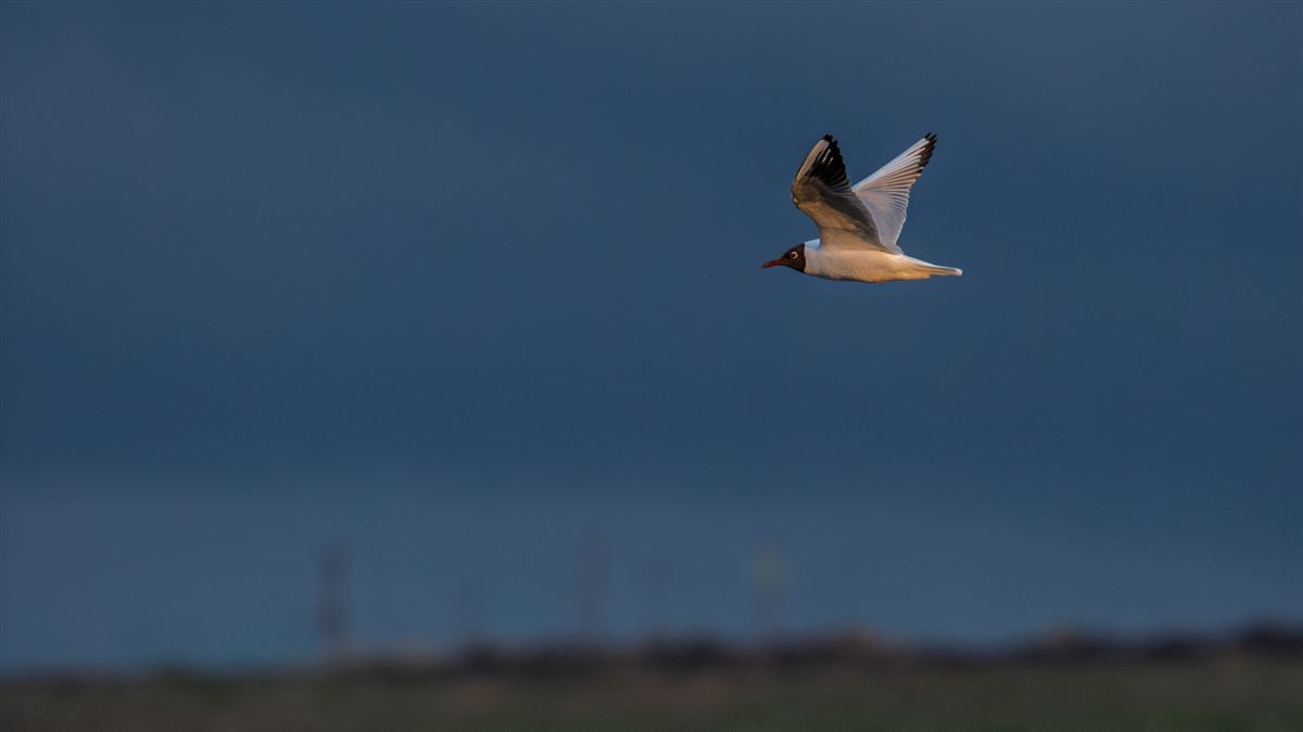 Black-headed Gull