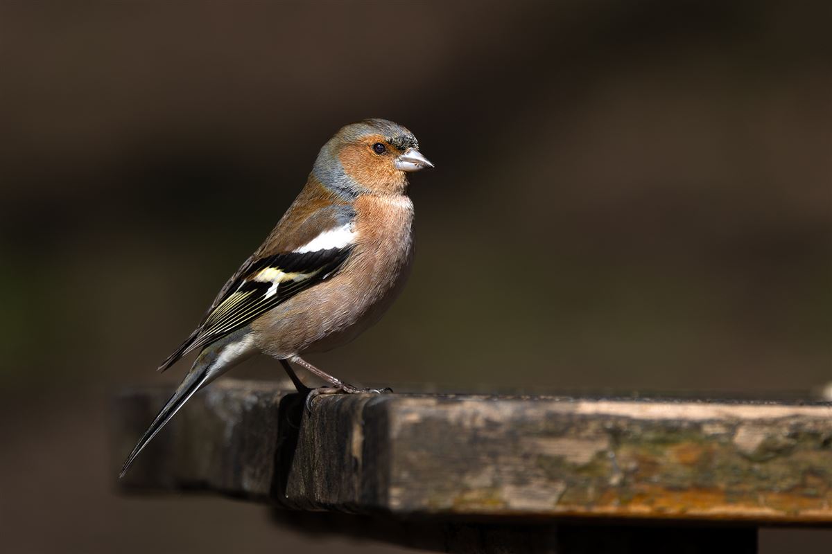 Eurasian Chaffinch