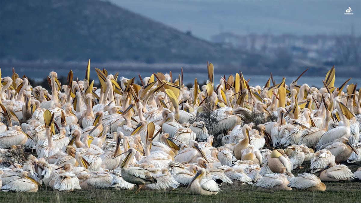 Great White Pelican