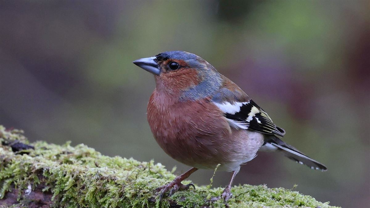 Eurasian Chaffinch