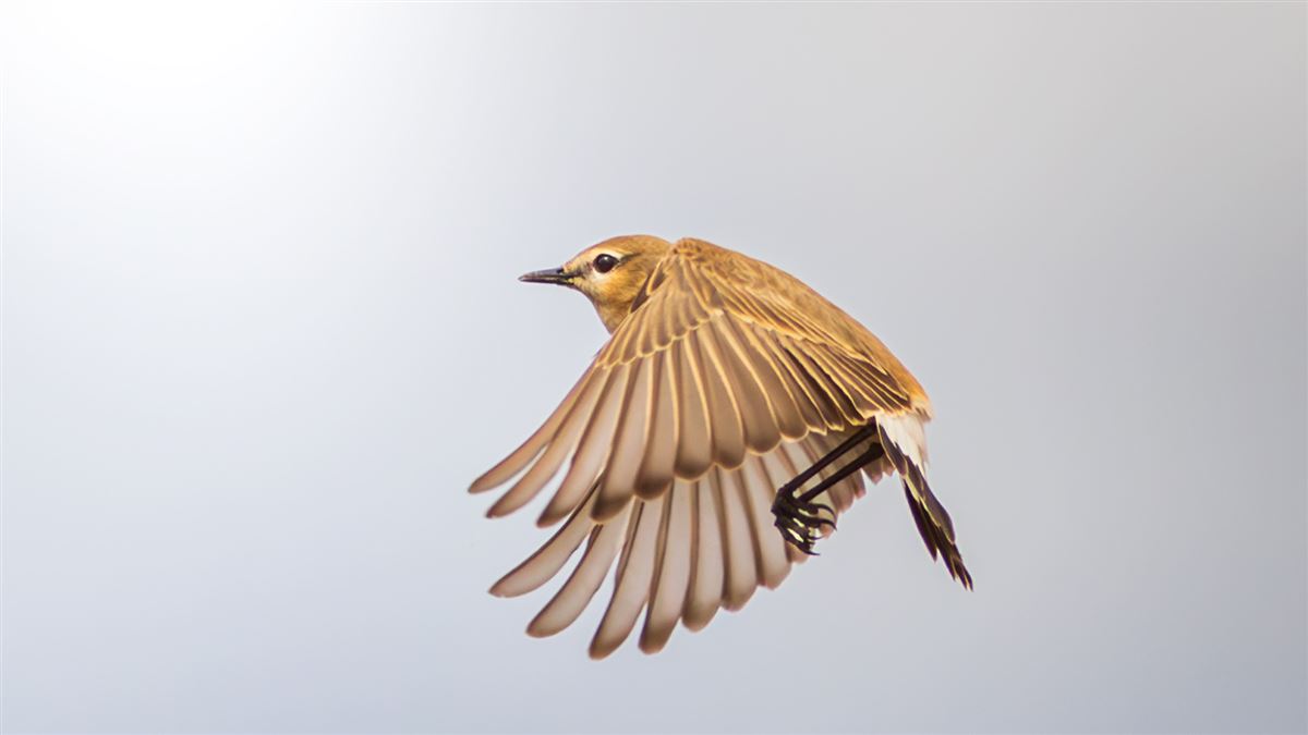 Isabelline Wheatear