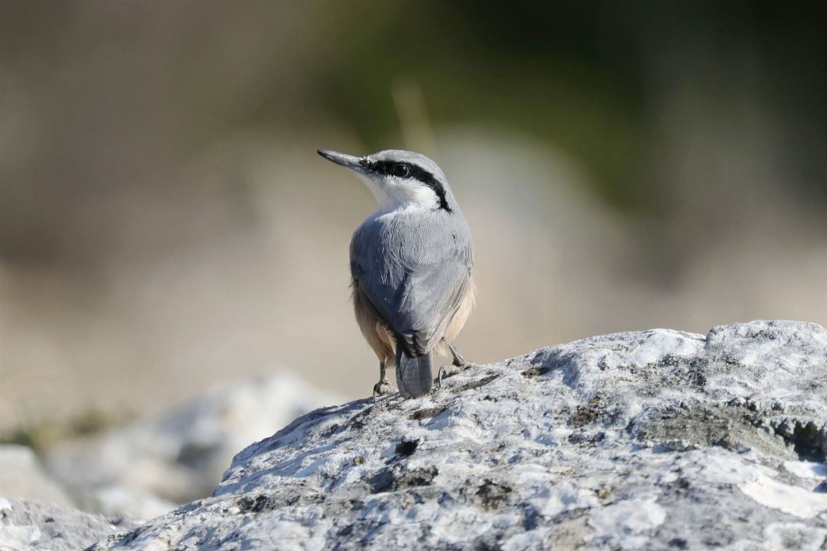 Western Rock Nuthatch