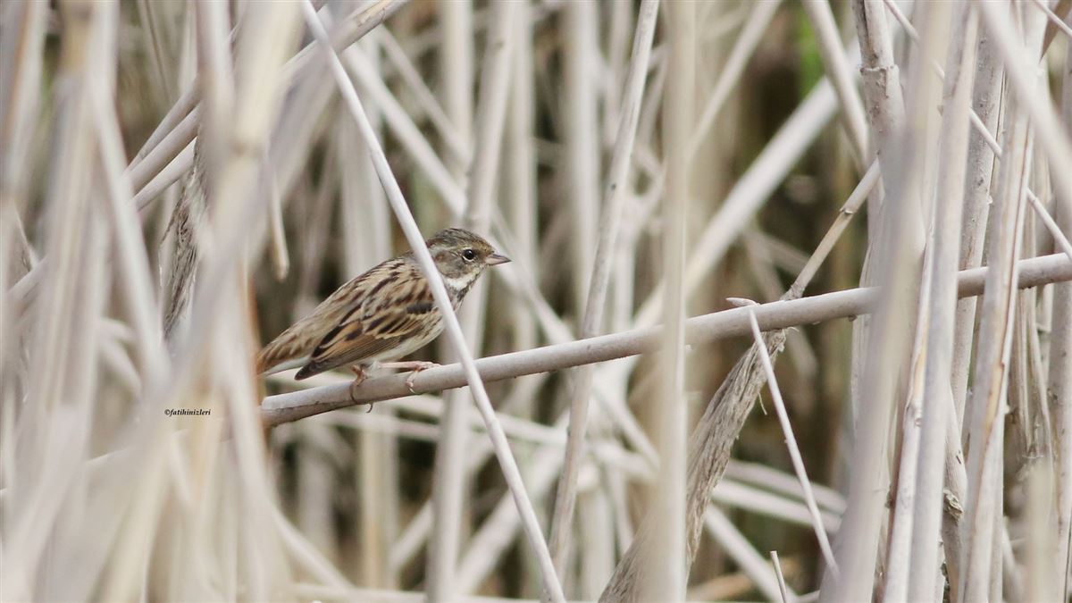 Black-faced Bunting