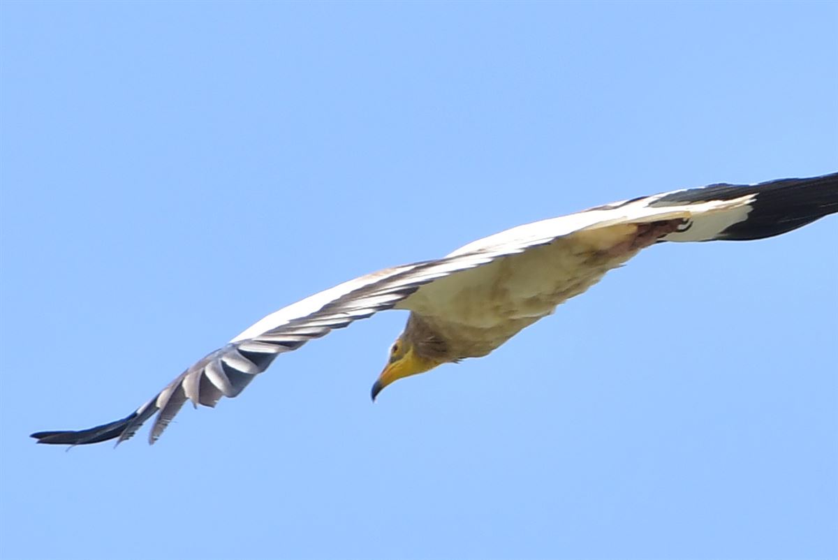 Egyptian Vulture