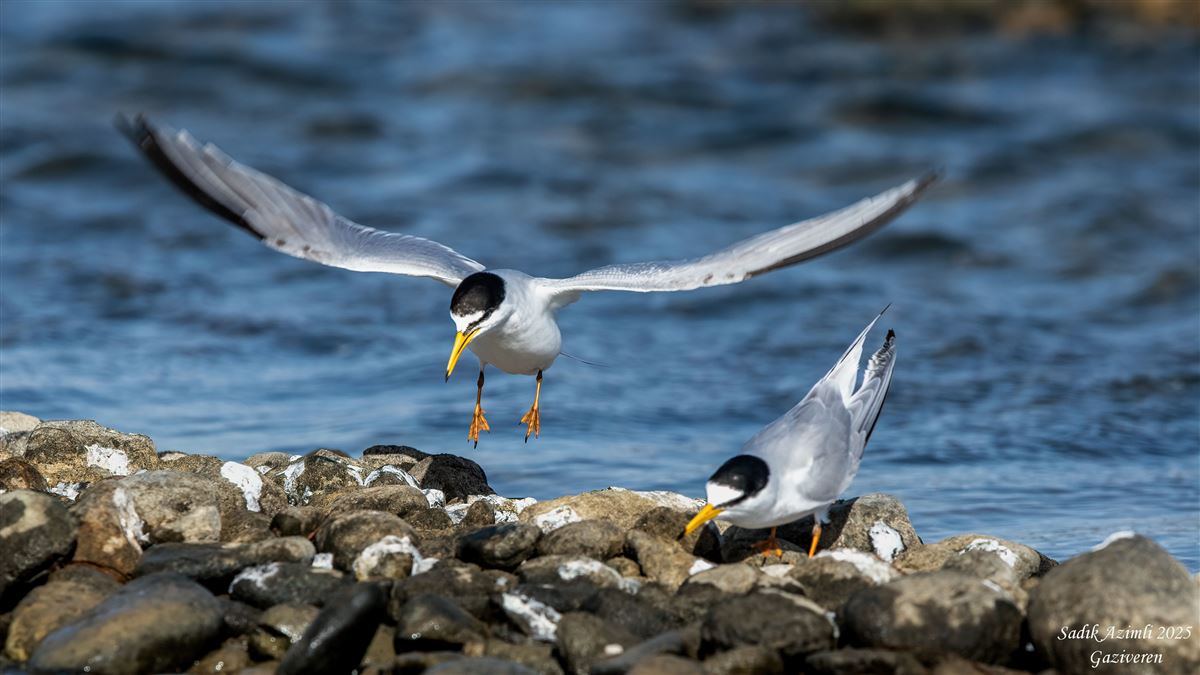 Little Tern