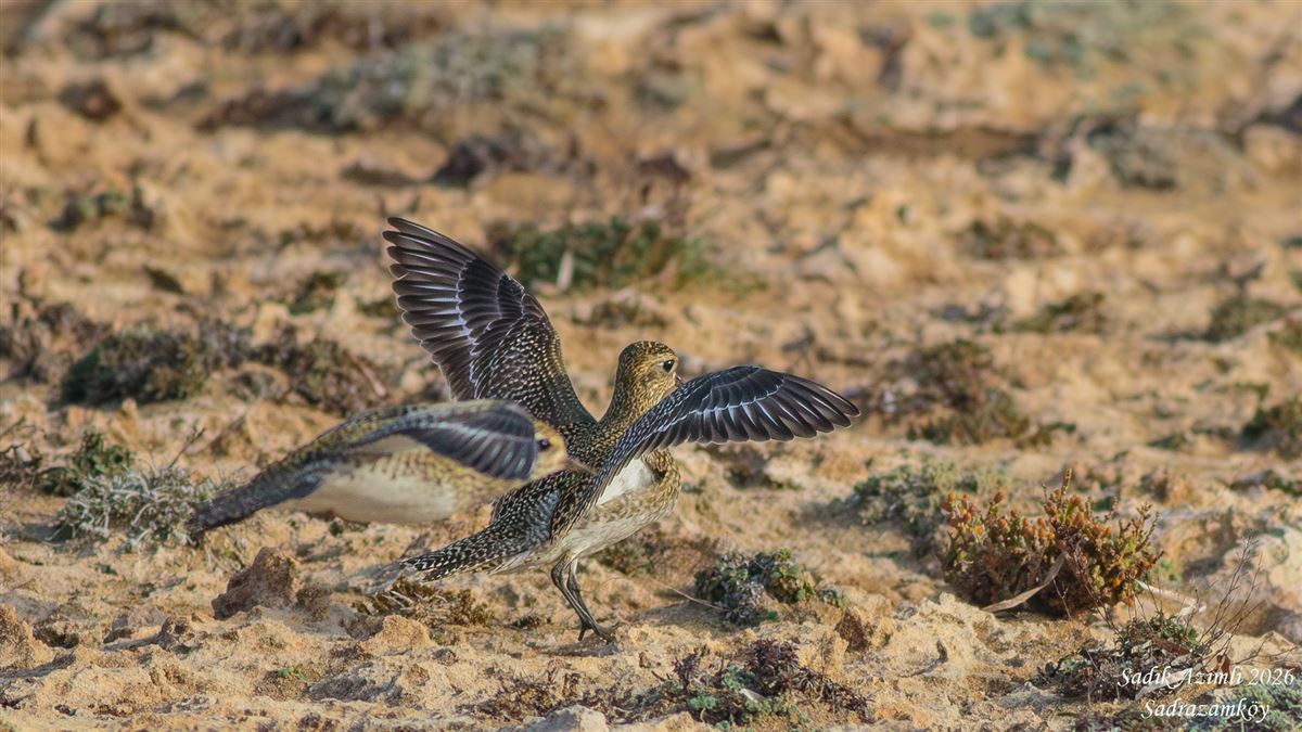 European Golden Plover