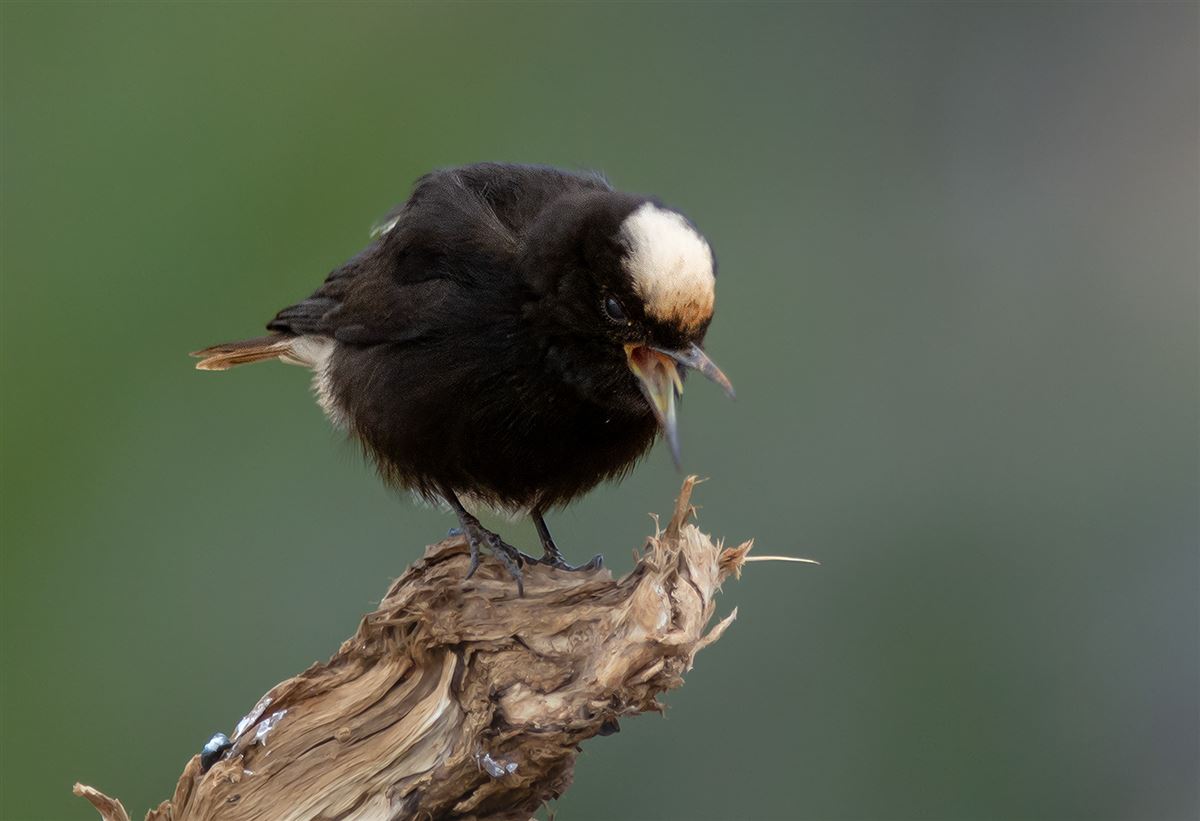 White-crowned Wheatear