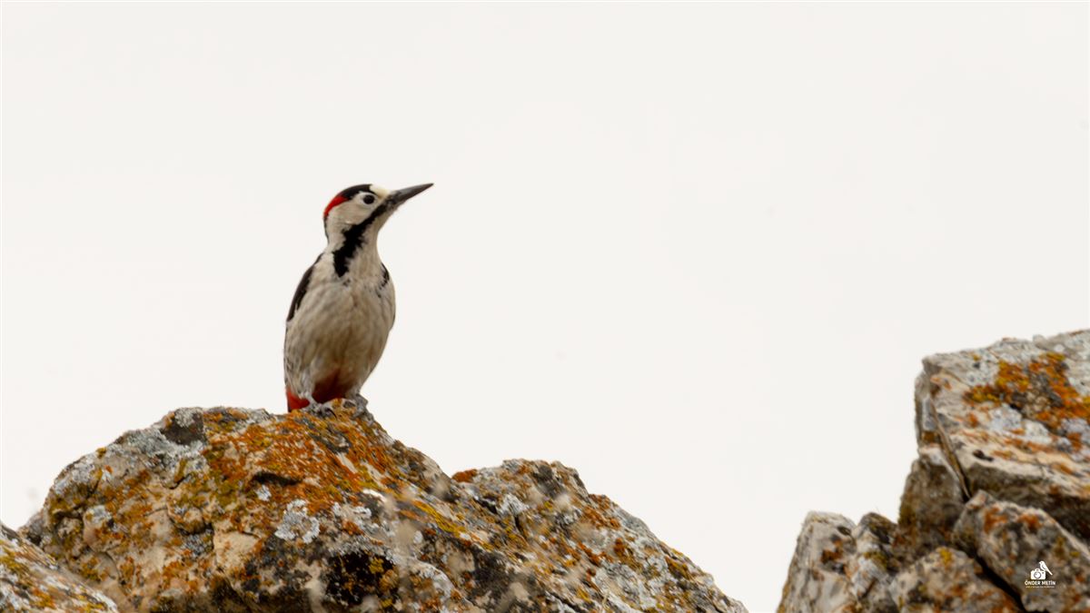 Syrian Woodpecker