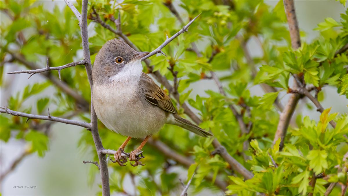 Common Whitethroat